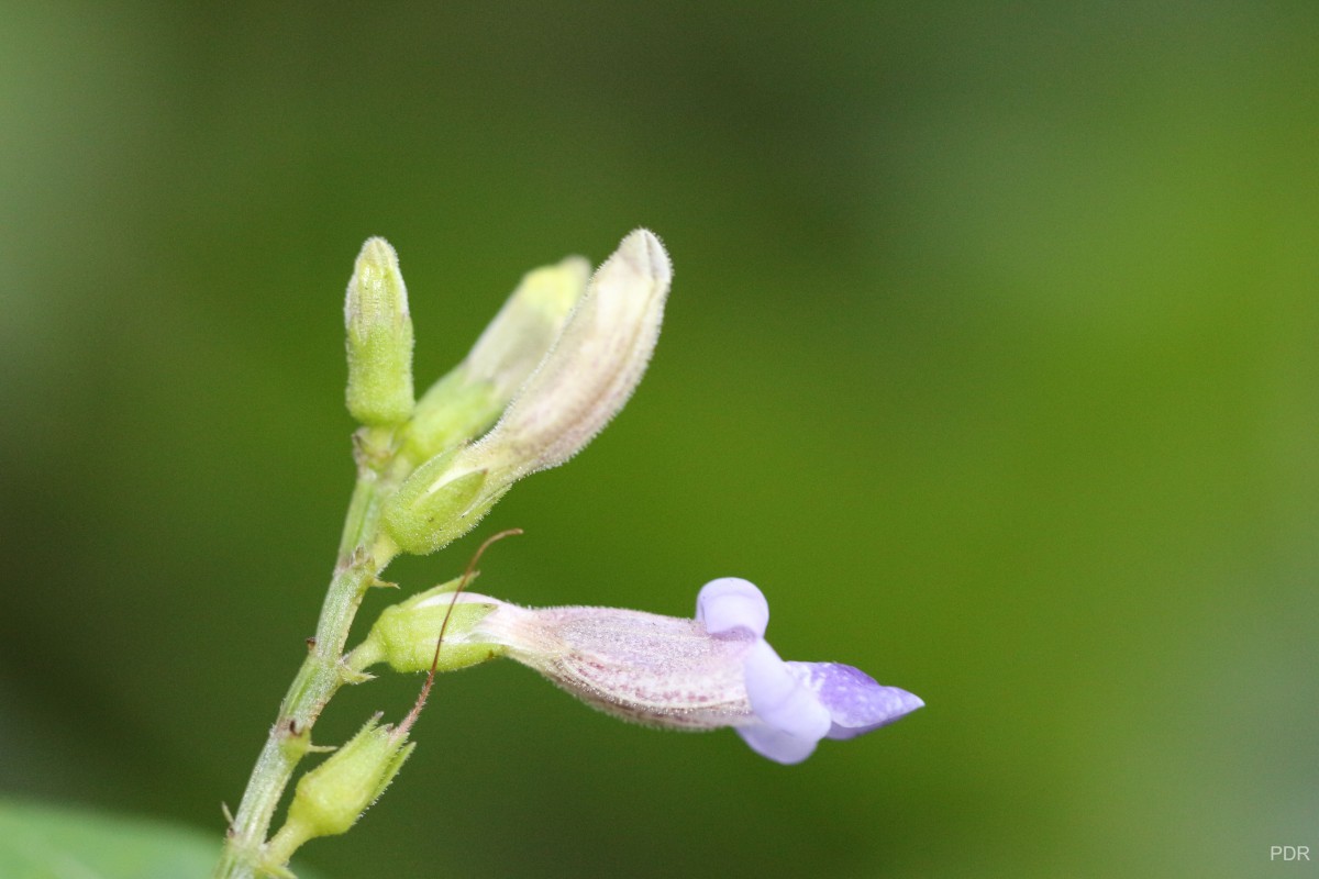 Asystasia variabilis (Nees) Trimen