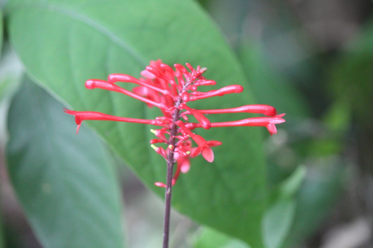 Odontonema tubaeforme (Bertol.) Kuntze