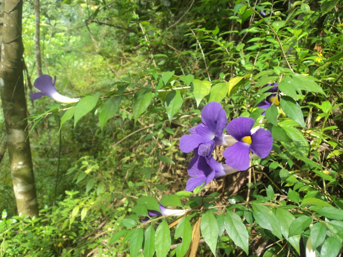 Thunbergia erecta (Benth.) T.Anderson