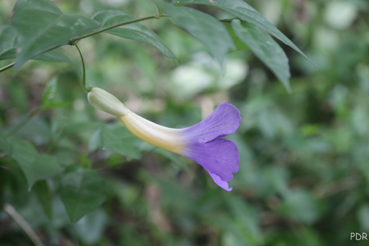 Thunbergia erecta (Benth.) T.Anderson