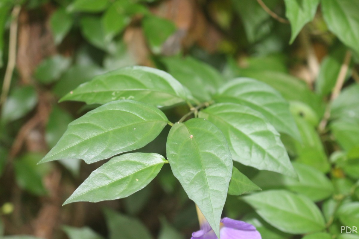 Thunbergia erecta (Benth.) T.Anderson