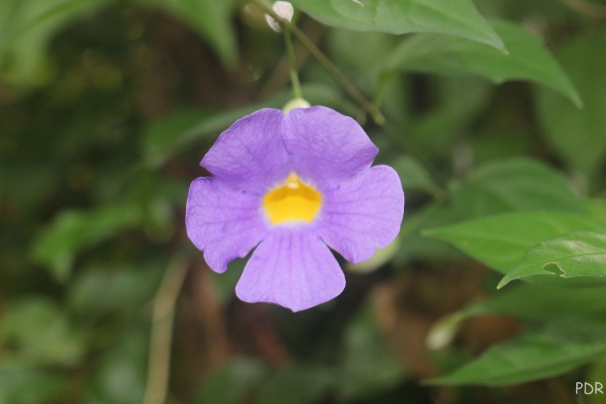 Thunbergia erecta (Benth.) T.Anderson