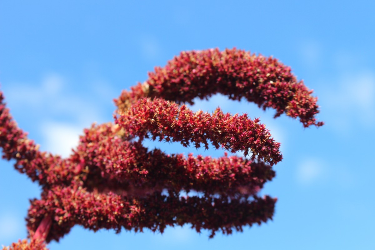 Amaranthus cruentus L.