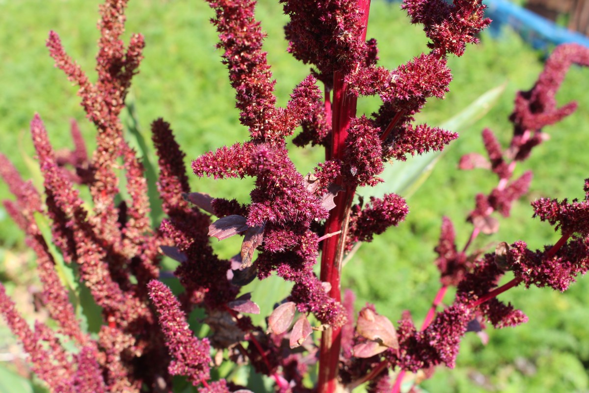 Amaranthus cruentus L.