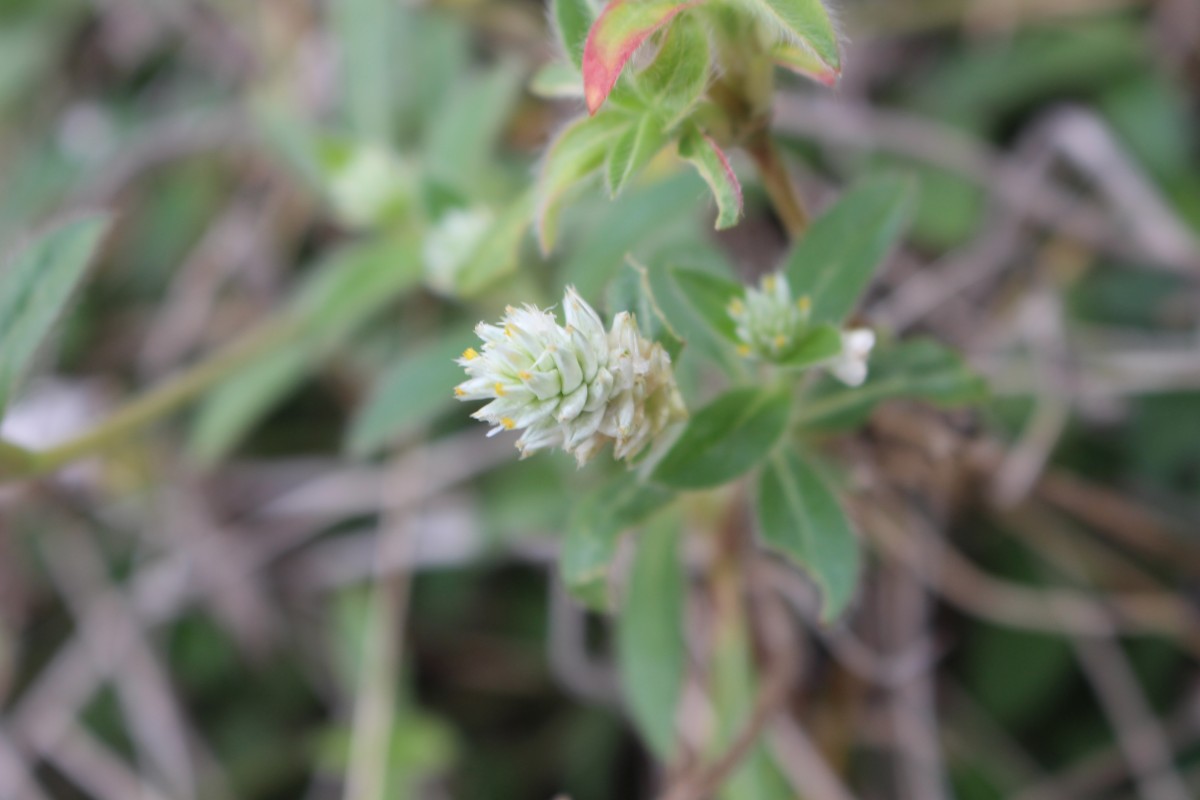 Gomphrena celosioides Mart.