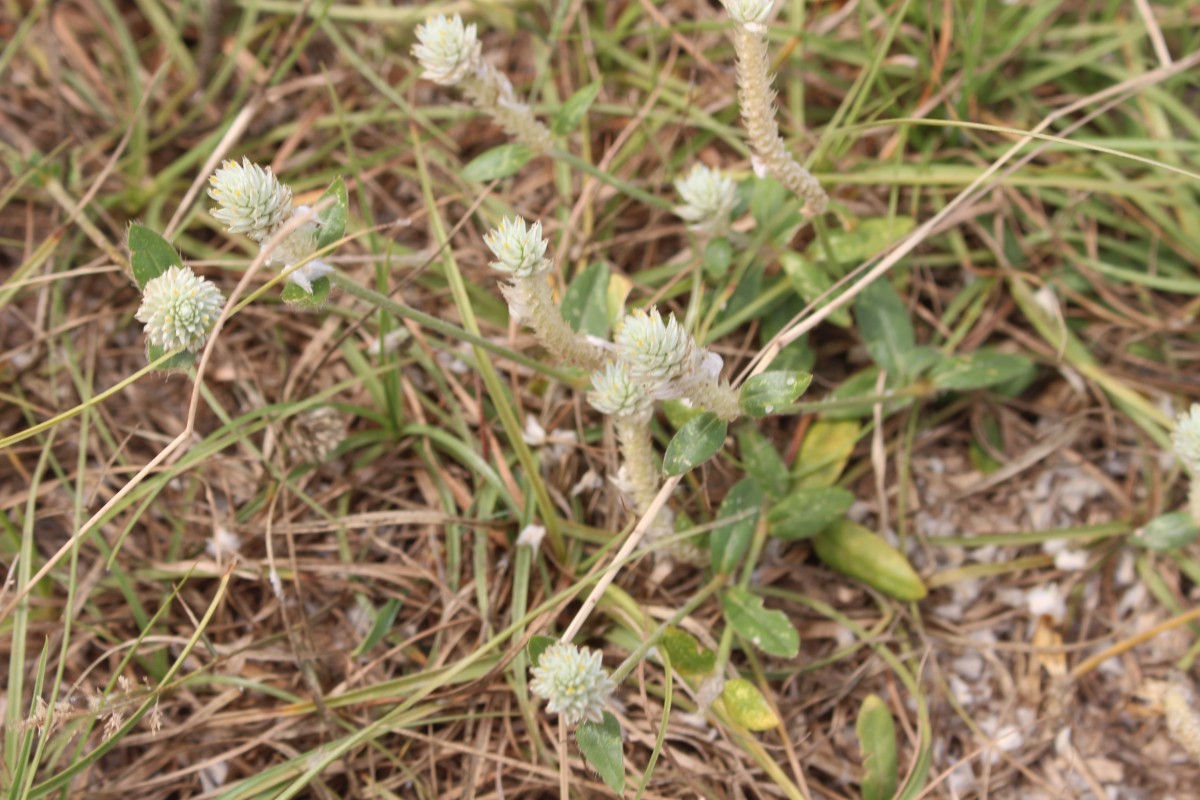 Gomphrena celosioides Mart.