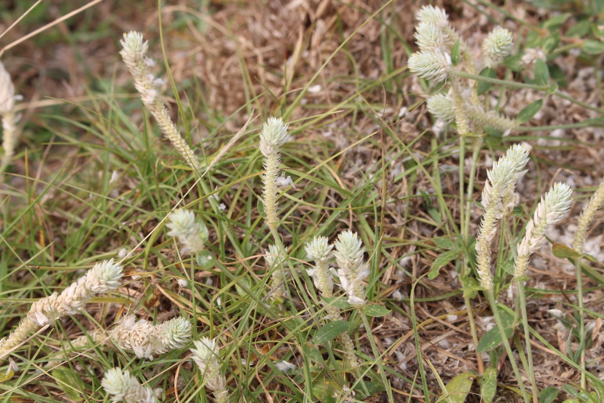 Gomphrena celosioides Mart.