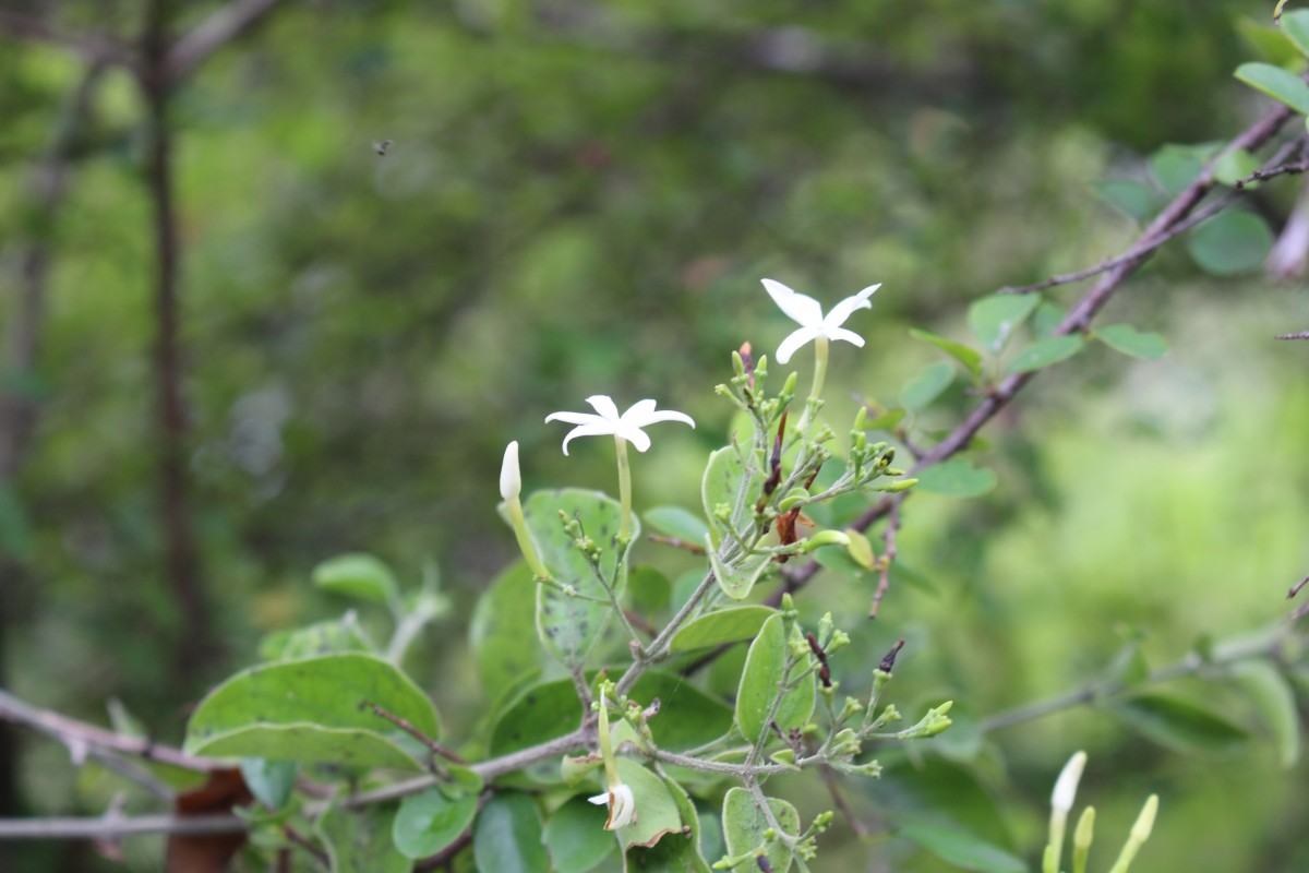 Jasminum auriculatum Vahl