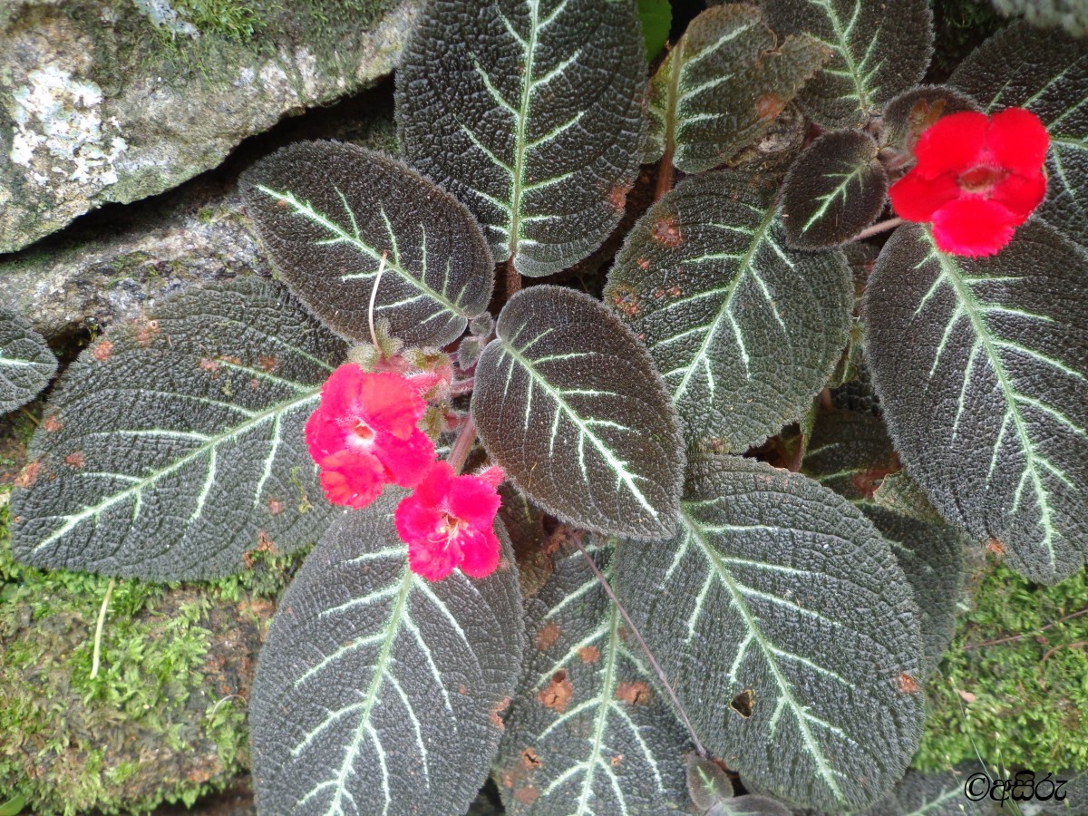 Episcia cupreata (Hook.) Hanst.