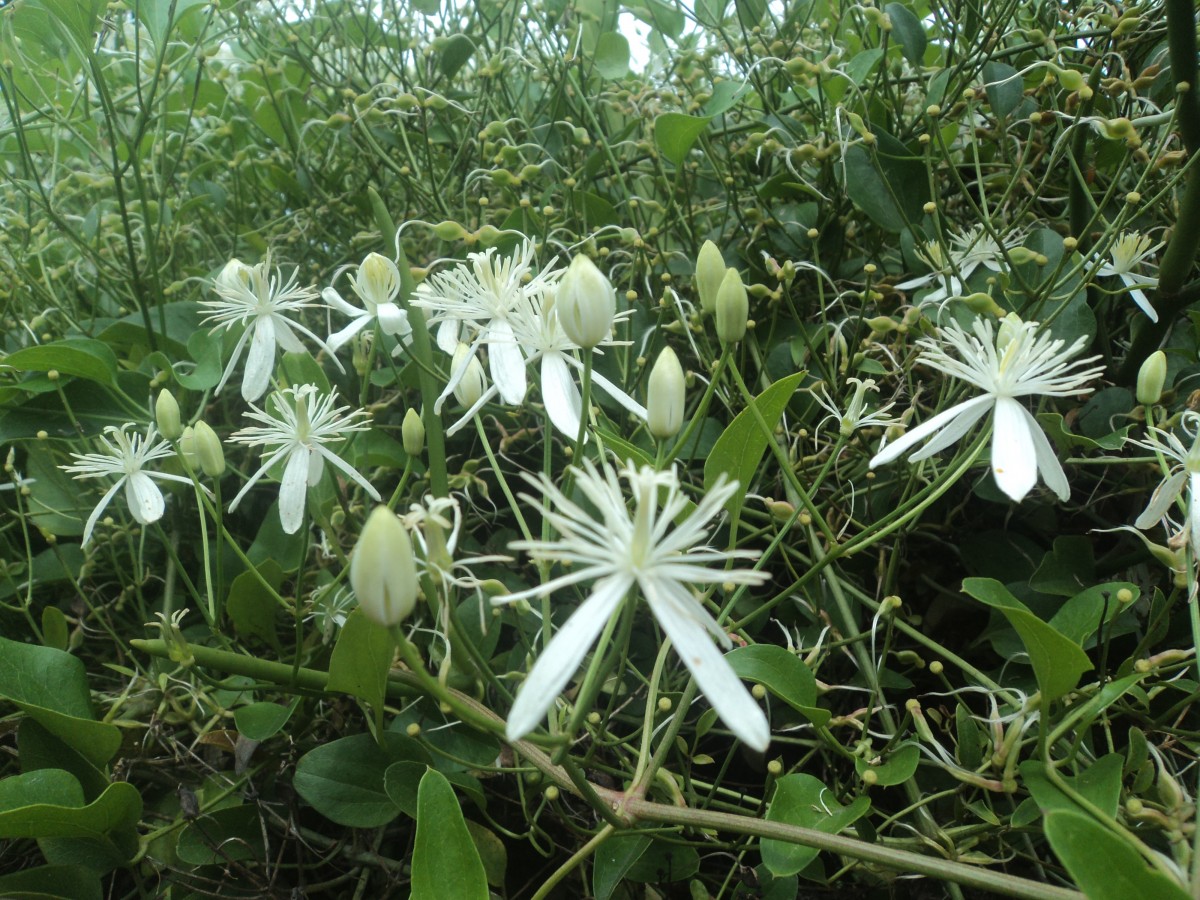 Clematis gouriana Roxb. ex DC.