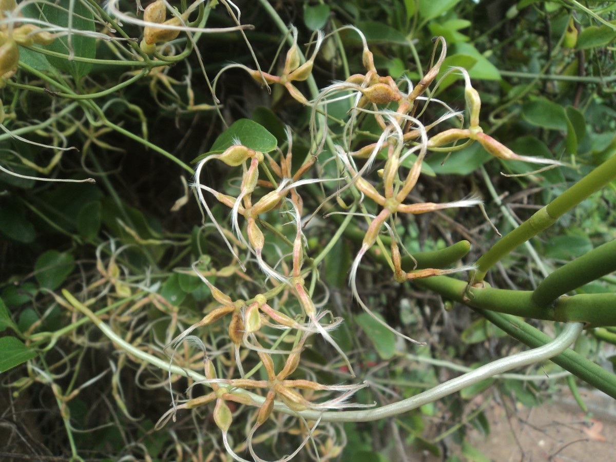 Clematis gouriana Roxb. ex DC.