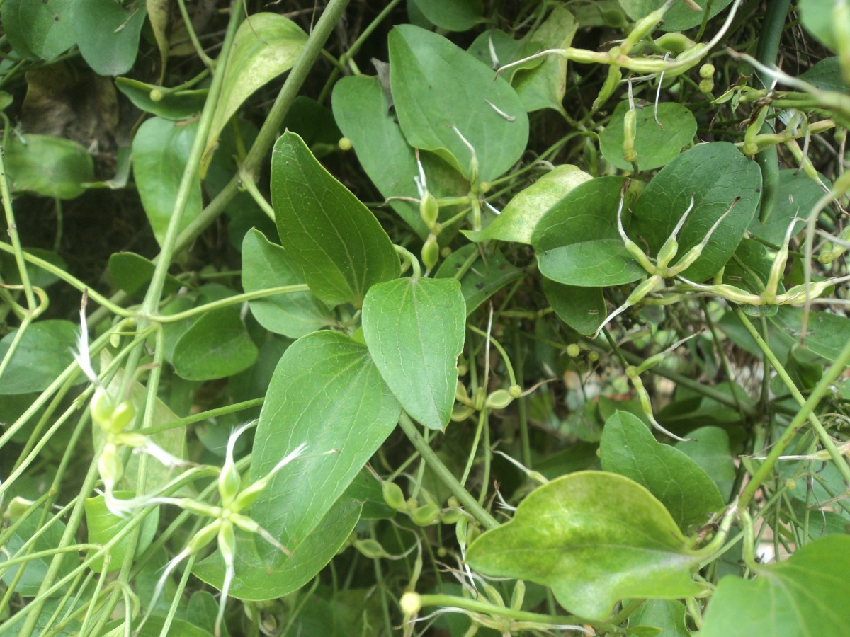 Clematis gouriana Roxb. ex DC.