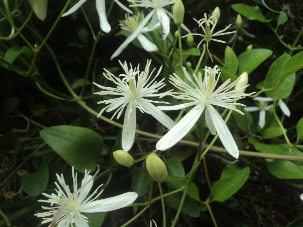 Clematis gouriana Roxb. ex DC.