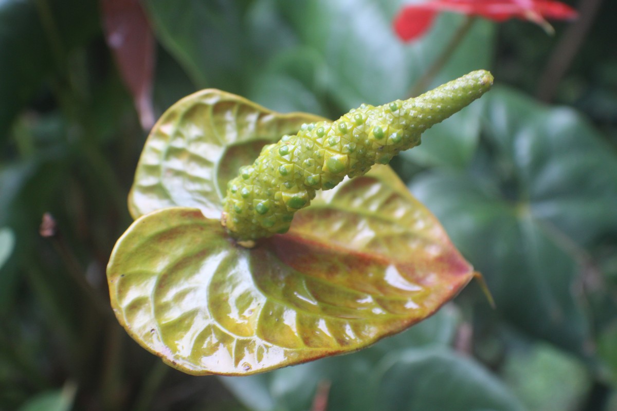 Anthurium andraeanum Linden ex André