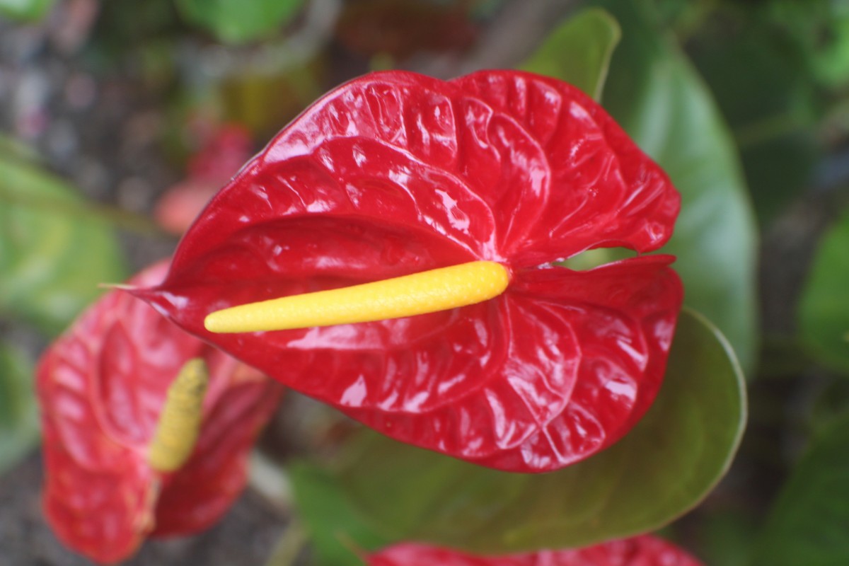 Anthurium andraeanum Linden ex André