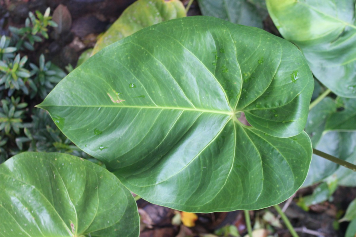 Anthurium andraeanum Linden ex André