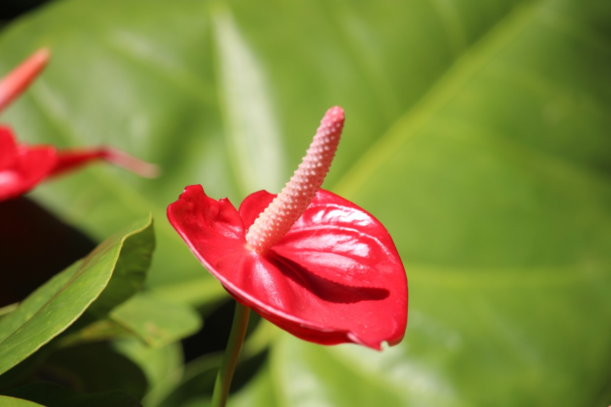 Anthurium andraeanum Linden ex André