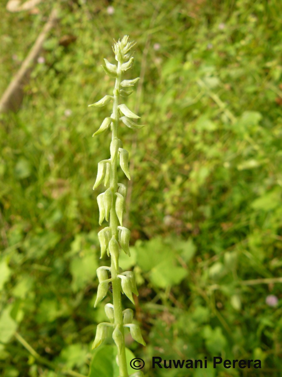 Crotalaria pallida Aiton