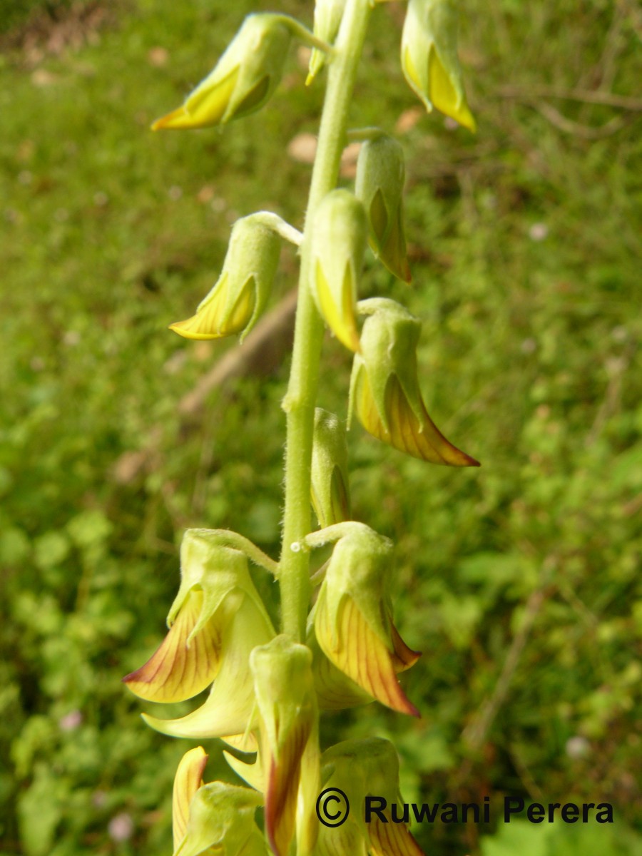 Crotalaria pallida Aiton