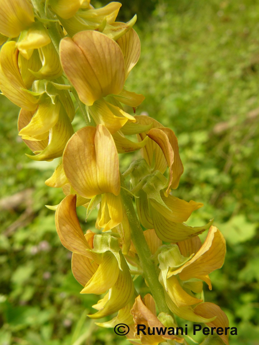 Crotalaria pallida Aiton