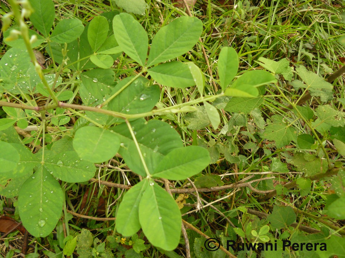 Crotalaria pallida Aiton