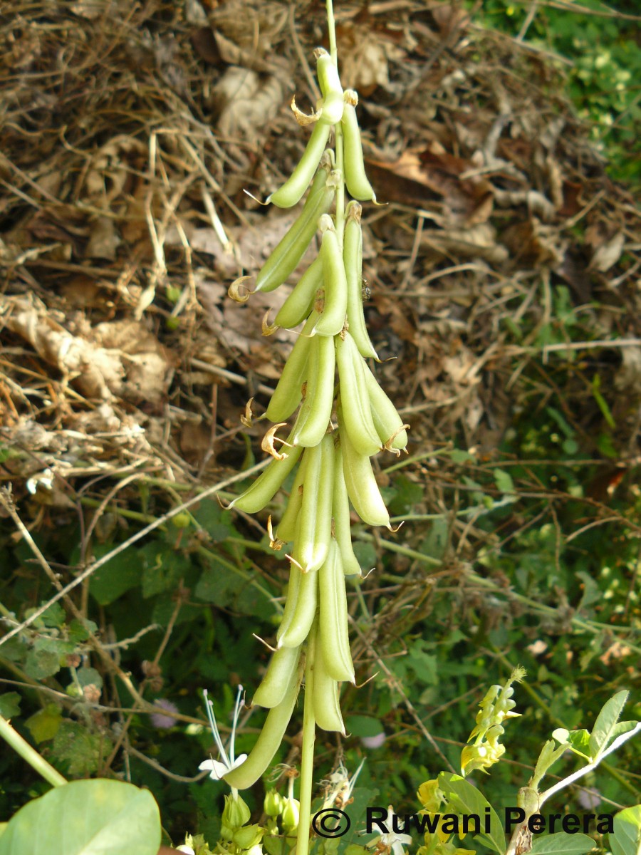 Crotalaria pallida Aiton