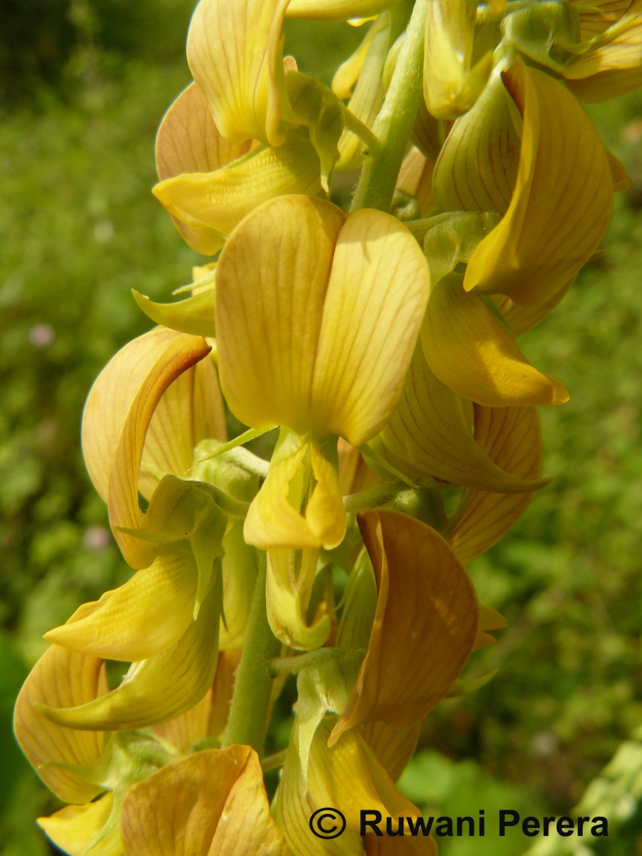 Crotalaria pallida Aiton