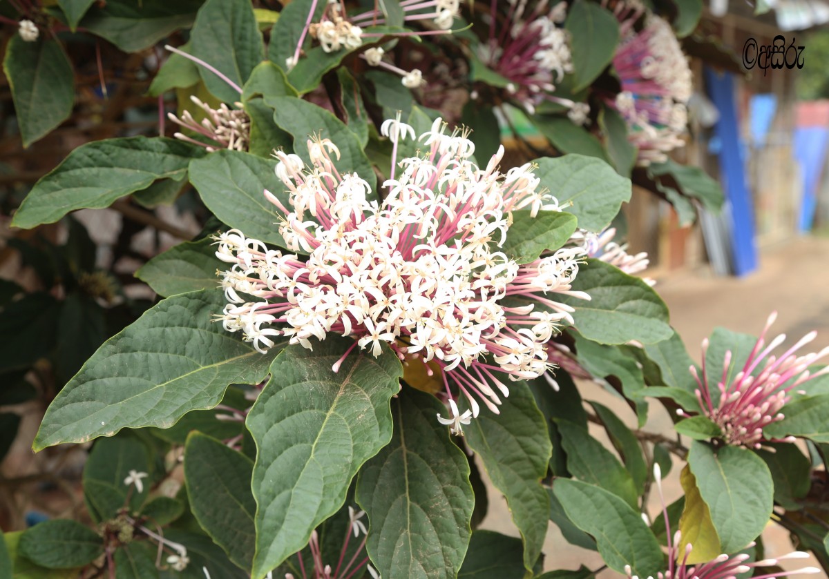 Clerodendrum quadriloculare (Blanco) Merr.