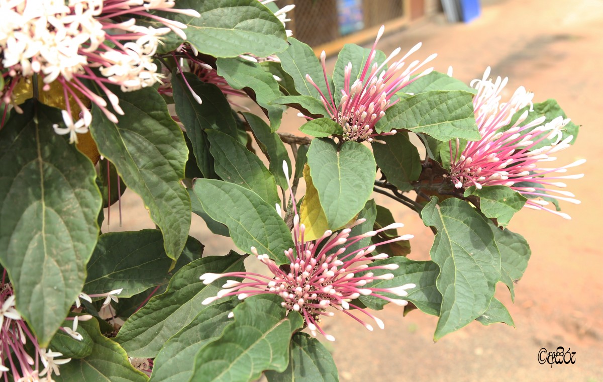 Clerodendrum quadriloculare (Blanco) Merr.