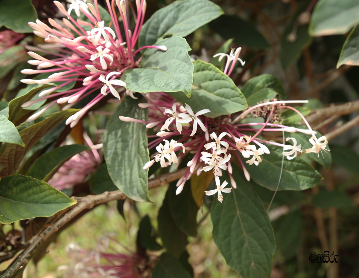 Clerodendrum quadriloculare (Blanco) Merr.