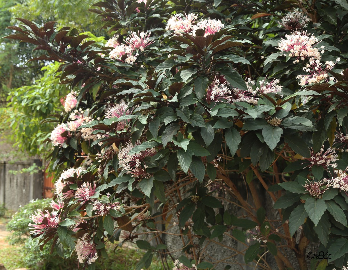 Clerodendrum quadriloculare (Blanco) Merr.