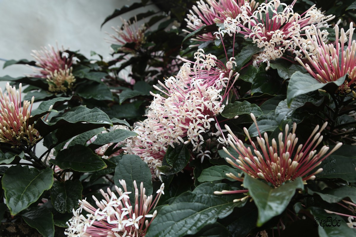 Clerodendrum quadriloculare (Blanco) Merr.