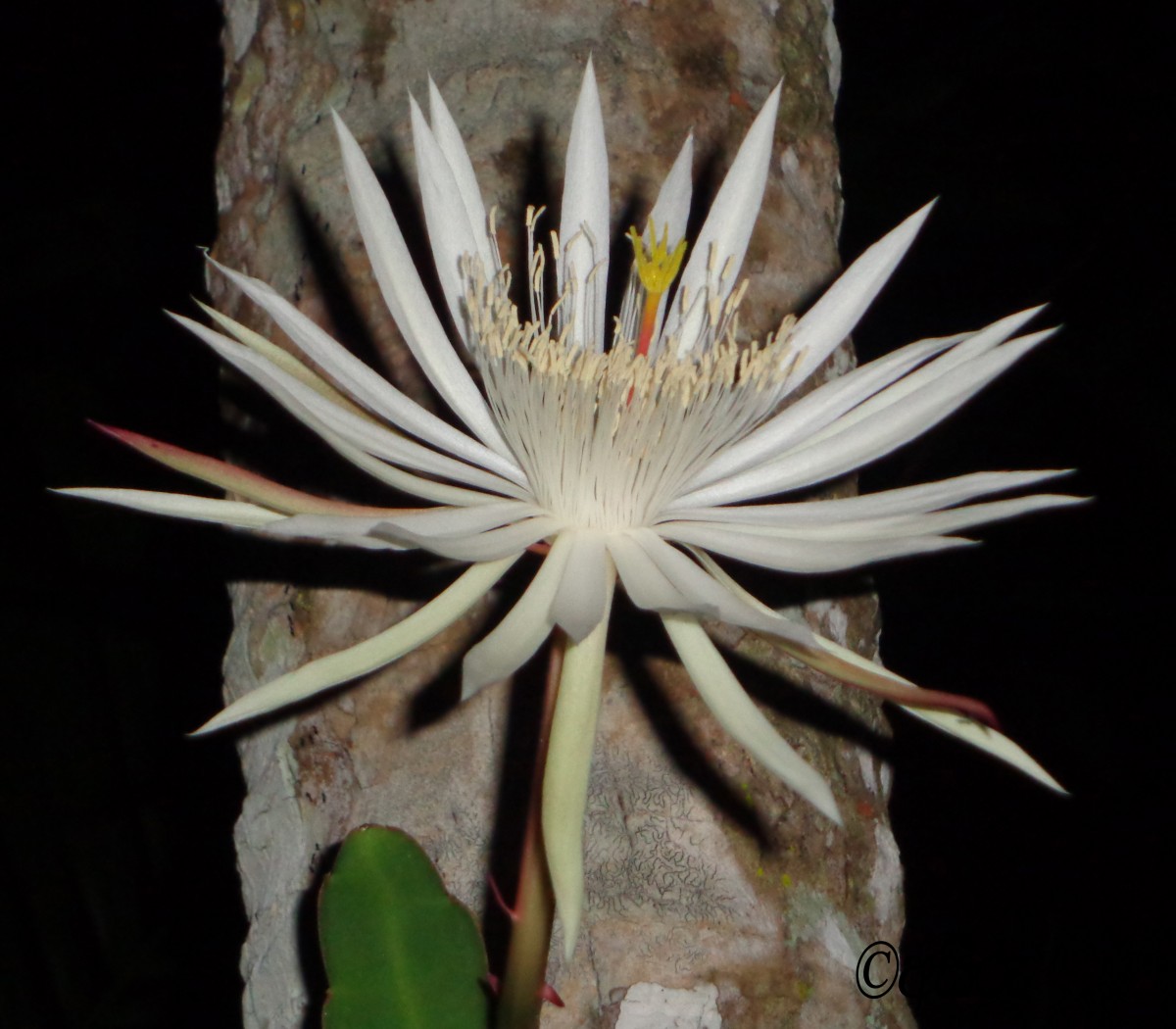 Epiphyllum hookeri Haw.