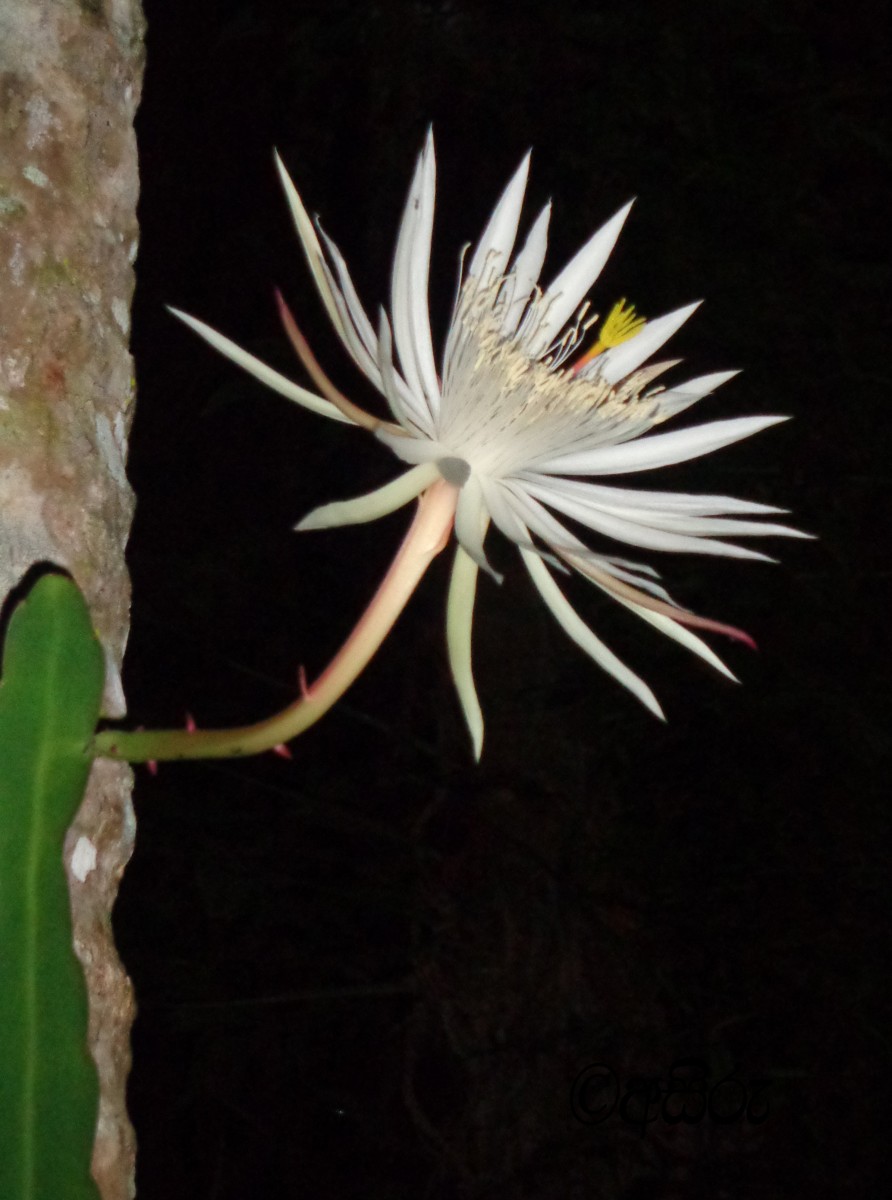 Epiphyllum hookeri Haw.