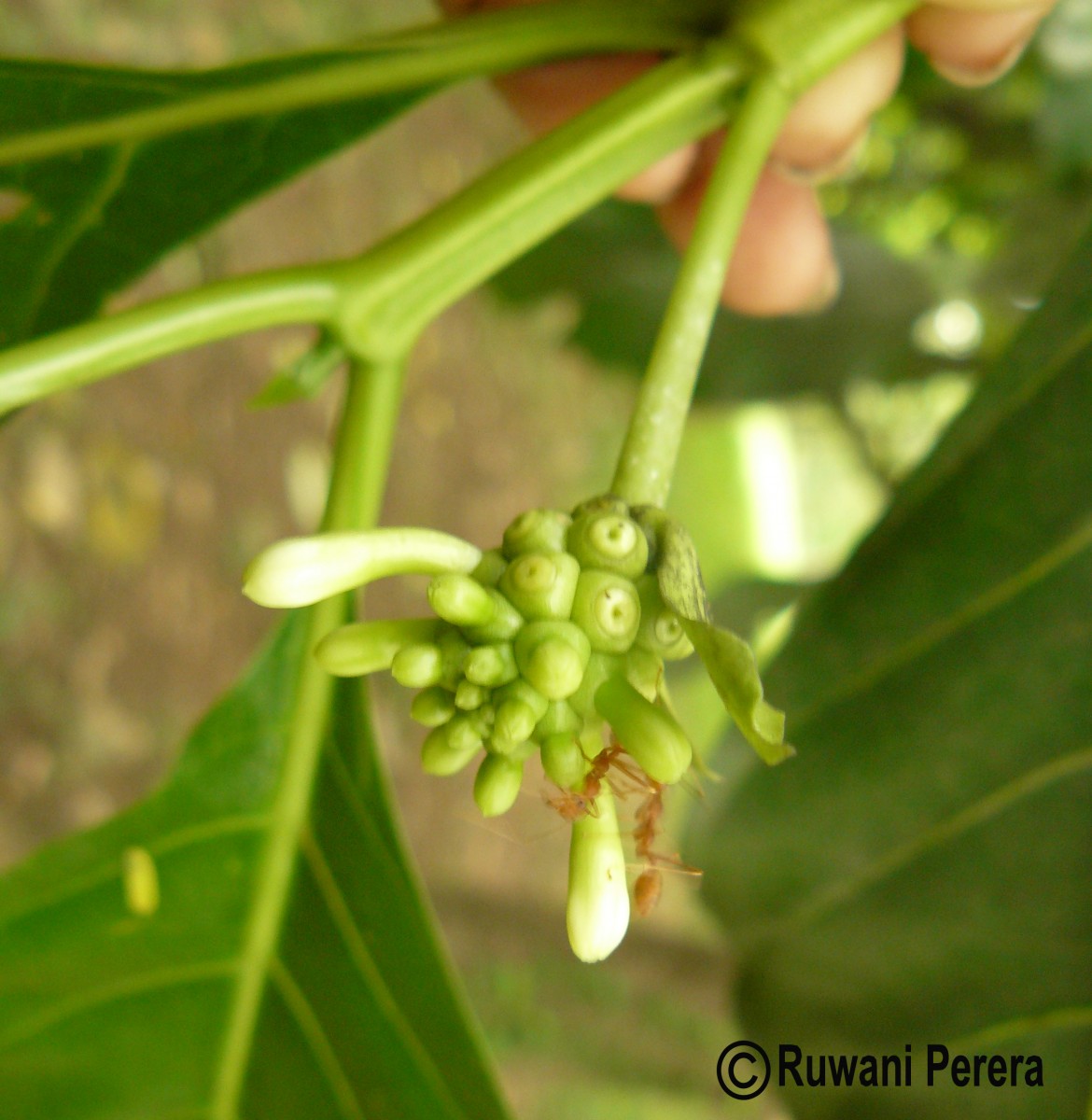 Morinda citrifolia L.