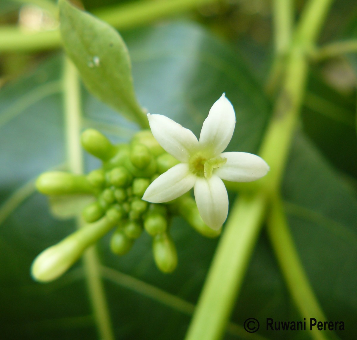 Morinda citrifolia L.