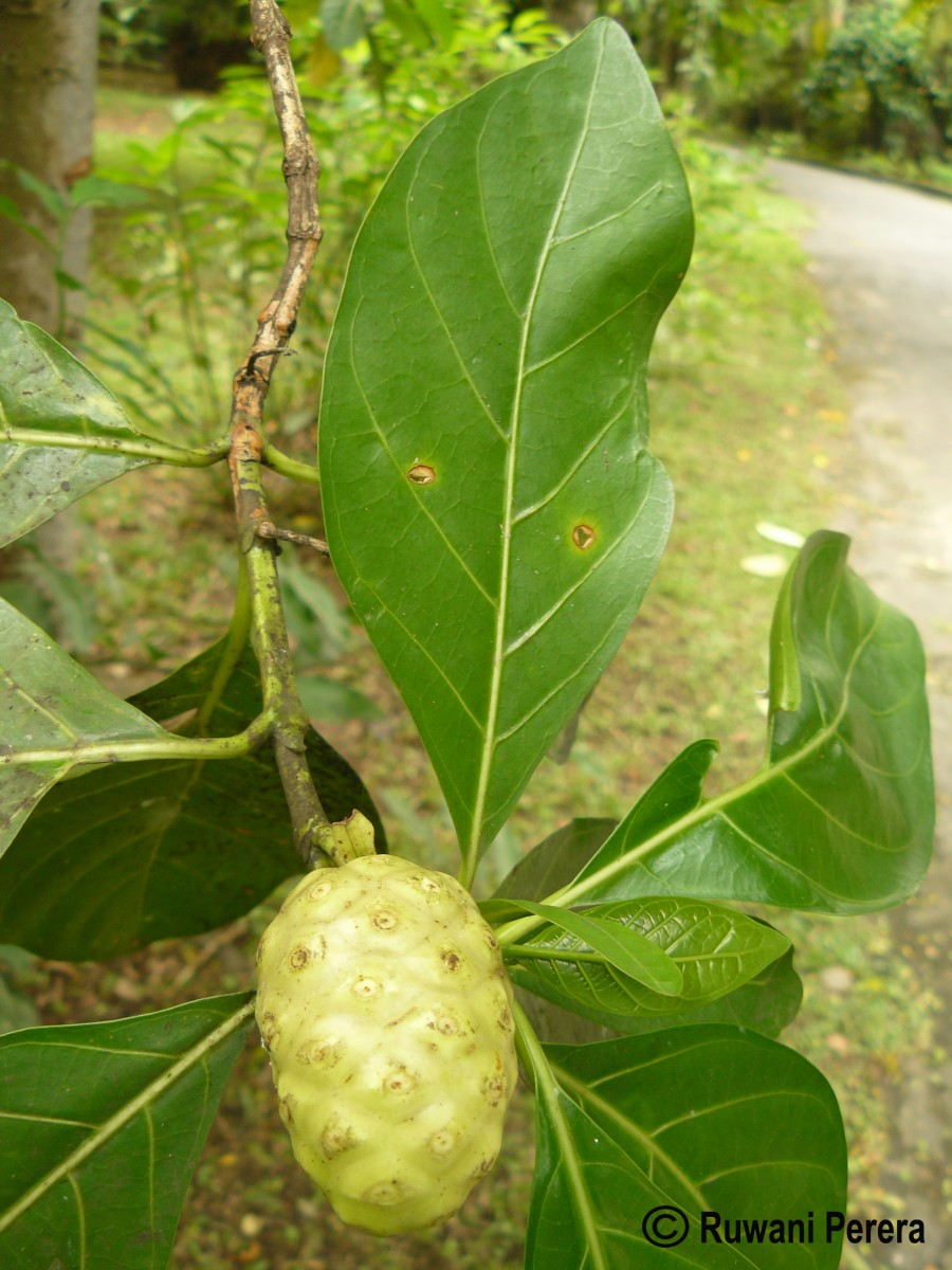 Morinda citrifolia L.