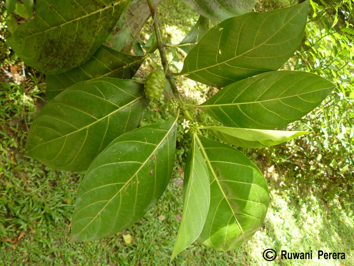 Morinda citrifolia L.