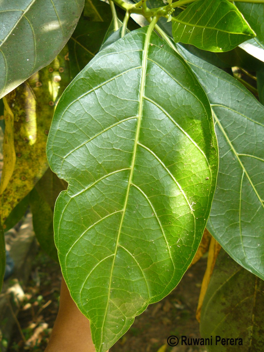 Morinda citrifolia L.