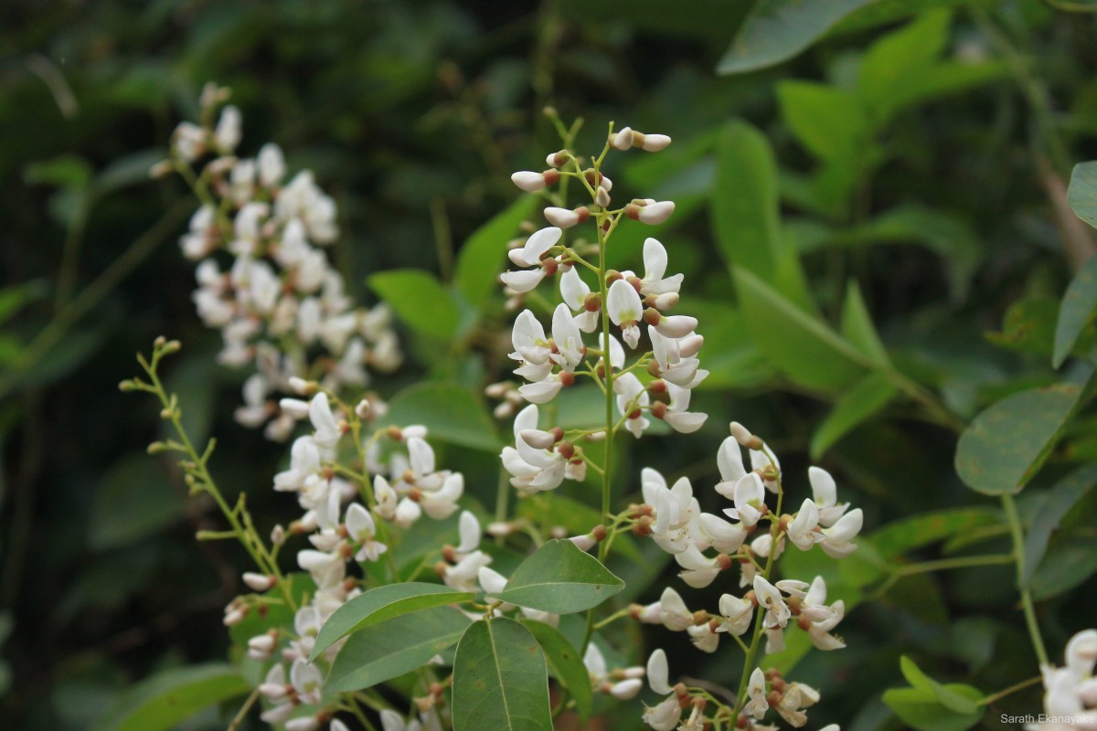 Derris trifoliata Lour.