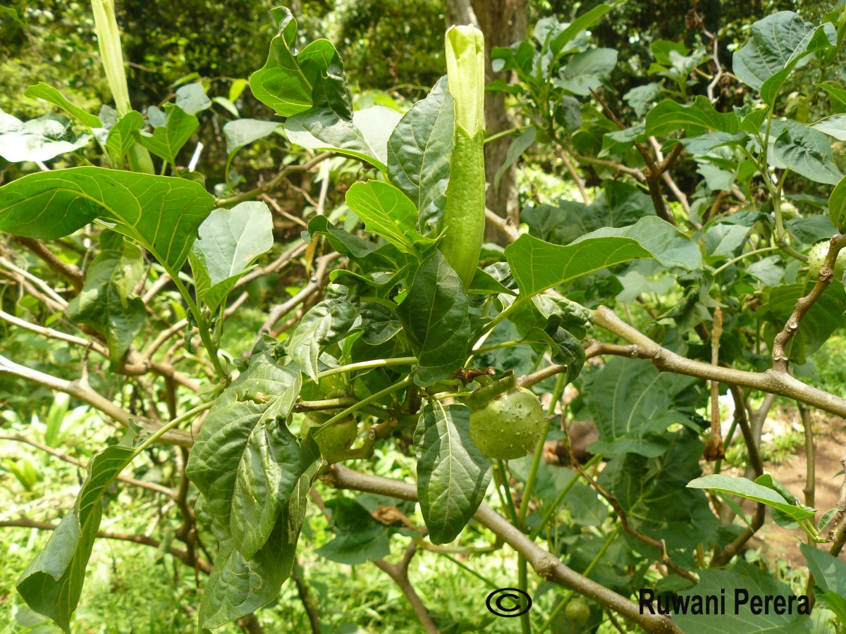 Datura metel L.