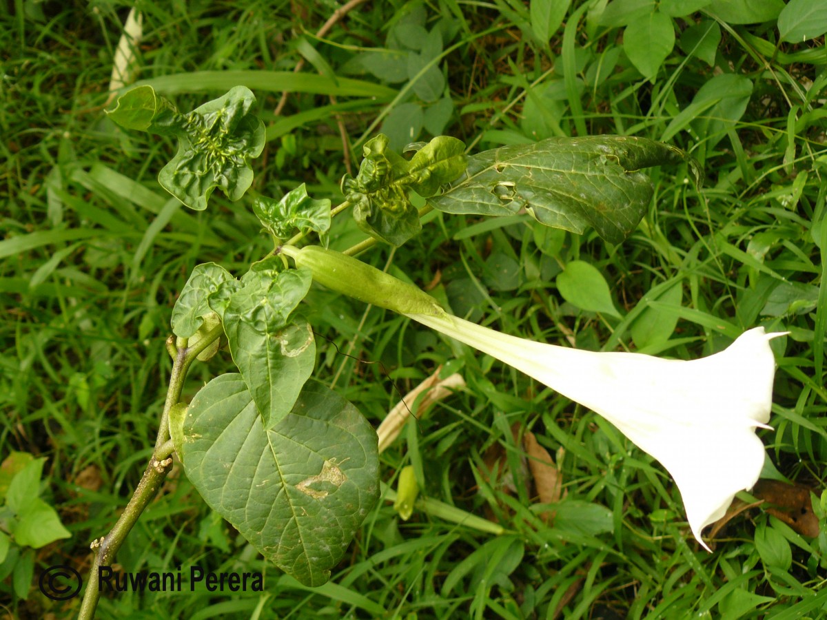 Datura metel L.