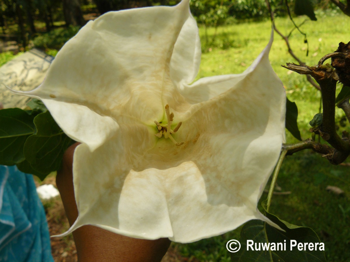 Datura metel L.