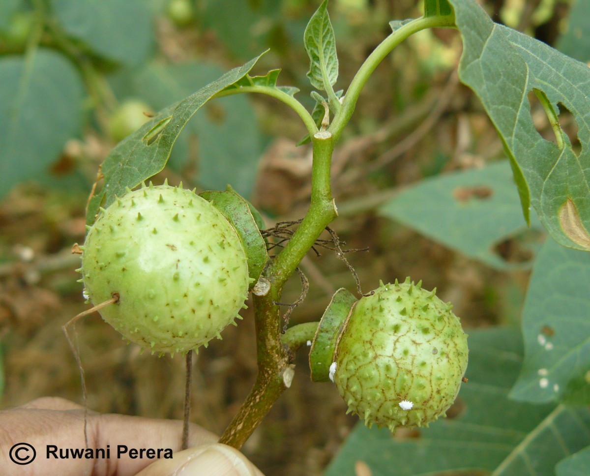 Datura metel L.