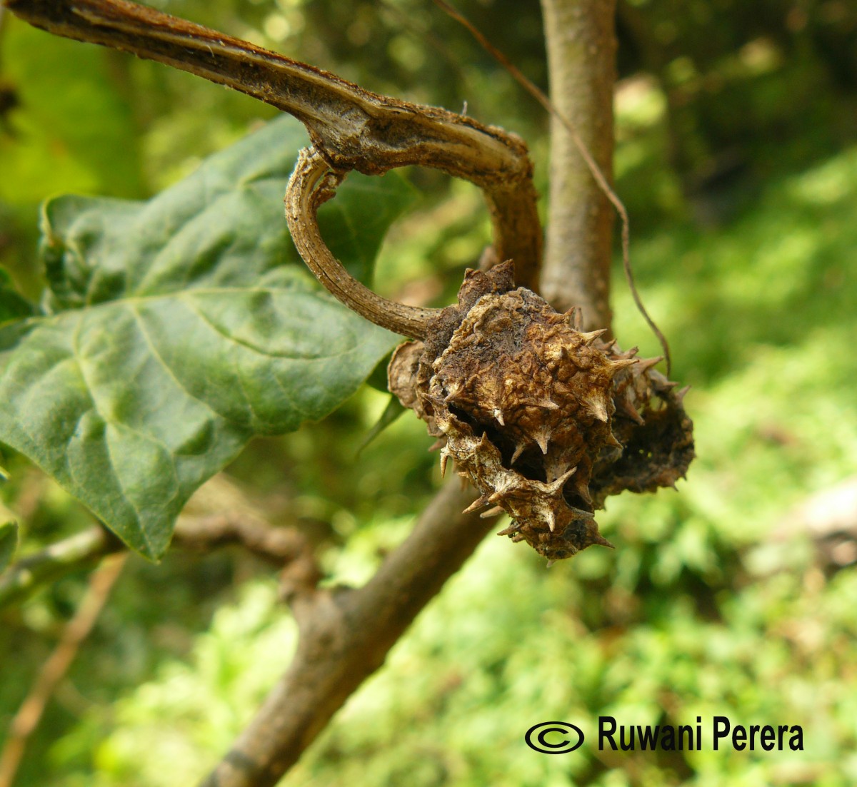 Datura metel L.