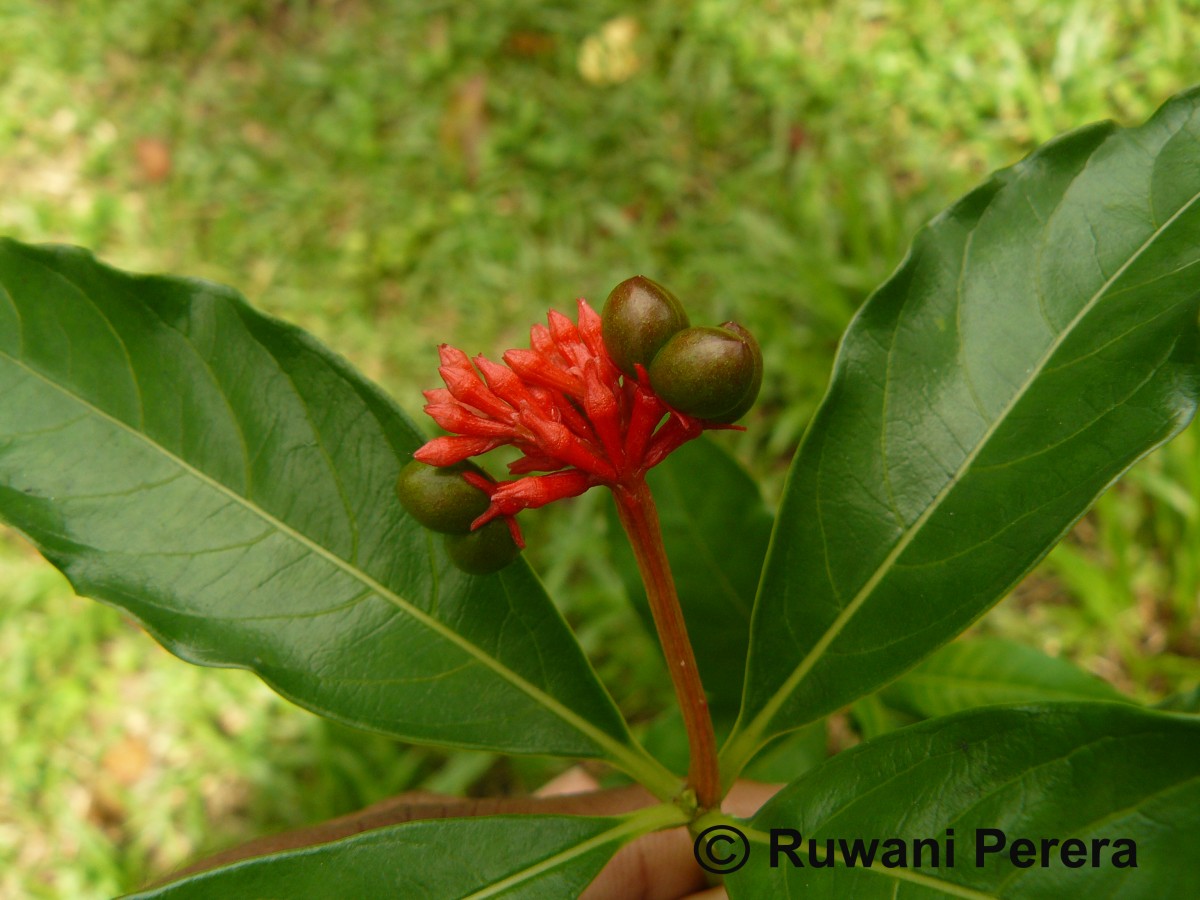 Rauvolfia serpentina (L.) Benth. ex Kurz