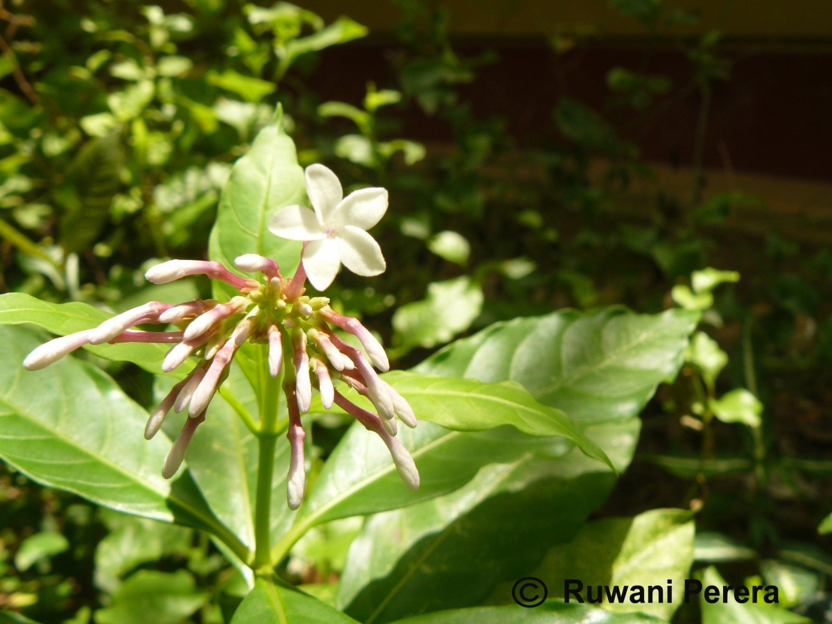 Rauvolfia serpentina (L.) Benth. ex Kurz