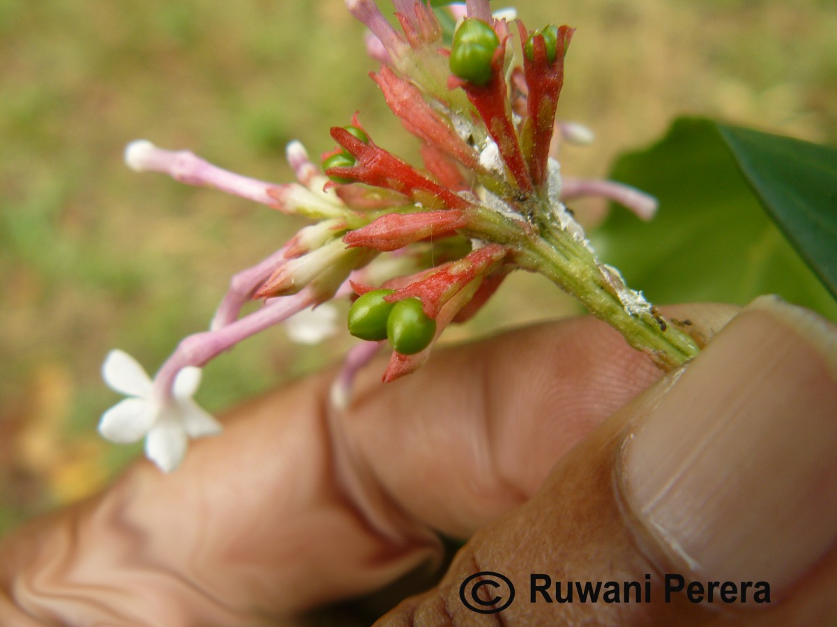 Rauvolfia serpentina (L.) Benth. ex Kurz