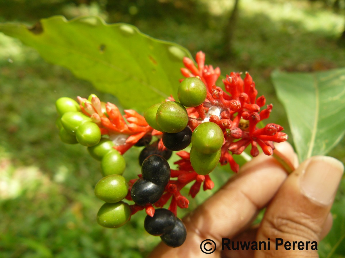 Rauvolfia serpentina (L.) Benth. ex Kurz