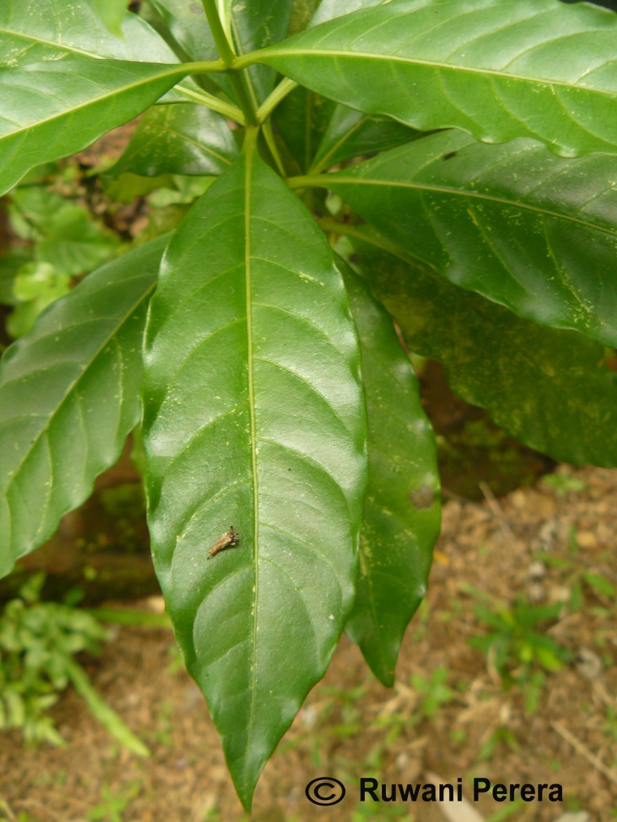 Rauvolfia serpentina (L.) Benth. ex Kurz